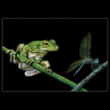 frog,dragonfly, color pencil, drawing, Underwood