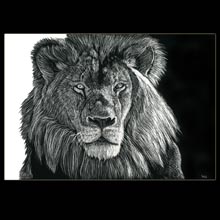 Lion, scratchboard, drawing, Underwood