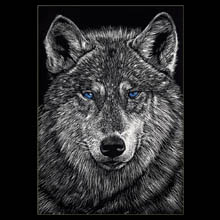 blue eyed wolf, wolf, scratchboard,
                          drawing, Underwood