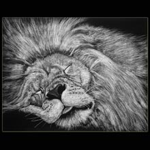 Sleeping Lion, Lion, drawing, scratchboard,
                Underwood
