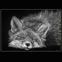 Sleeping
                Fox, Fox, scratchboard, drawing, Underwood