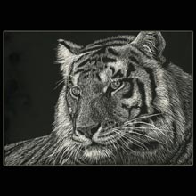 White
                Tiger, tiger, scratchboard, drawing, Underwood