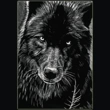 Black
                wolf, wolf, scratchboard, drawing, Underwood