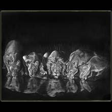 Lions at Night, wildlife, charcoal, drawing,
                Underwood