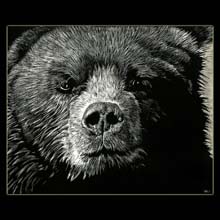 Kodiak Bear, Bear, Scratchboard, Drawing,
                  Underwood