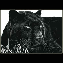 Black Leopard, Scratchboard, Drawing, Big
                      Cat, Undewood