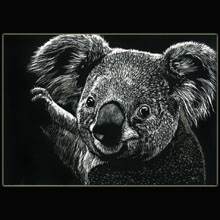 koala, scratchboard, drawing, Underwood