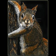 Squirrel, scratchboard drawing, Underwood