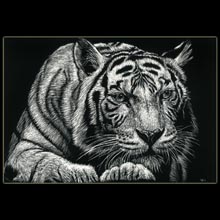 Tiger, scratchboard, drawing, Underwood