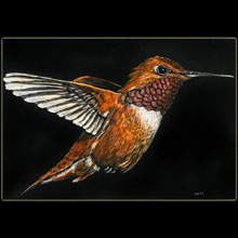 hummingbird, scratchboard, Underwood, wildlife,
                bird