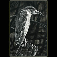 bird,
                      swamp, scratchboard, drawing, Underwood