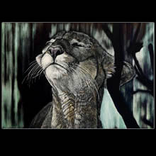 Panther, scratchboard, drawing, wildlife,
                        Underwood