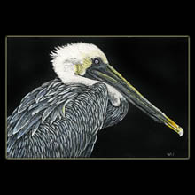 Pelican, scratchboard, drawing, Underwood