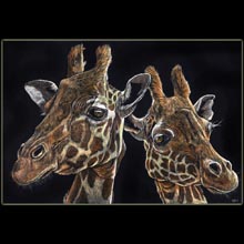 giraffes, scratchboard, wildlife, Underwood
