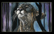 panther, zoo, scratchboard, Underwood